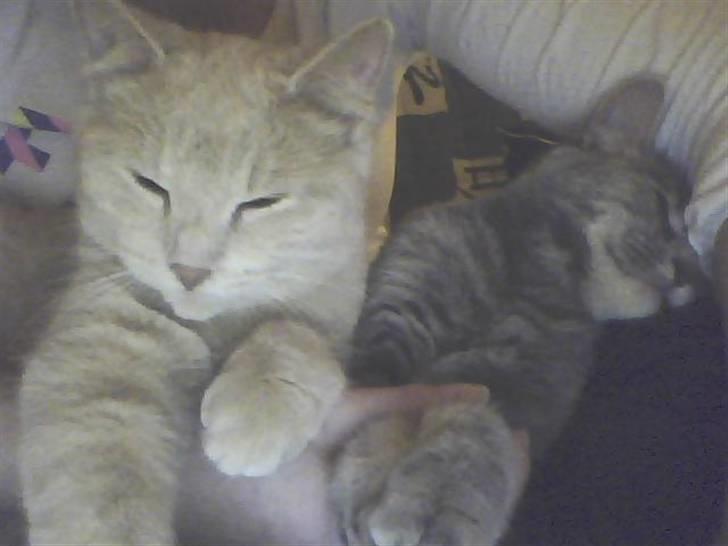 Huskat Nova billede 14