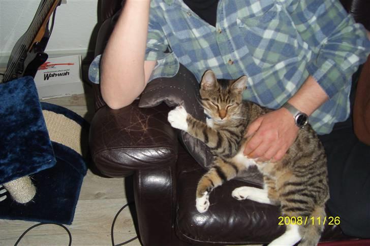 Blanding af racer tiger(død) - jeg er lækker billede 7