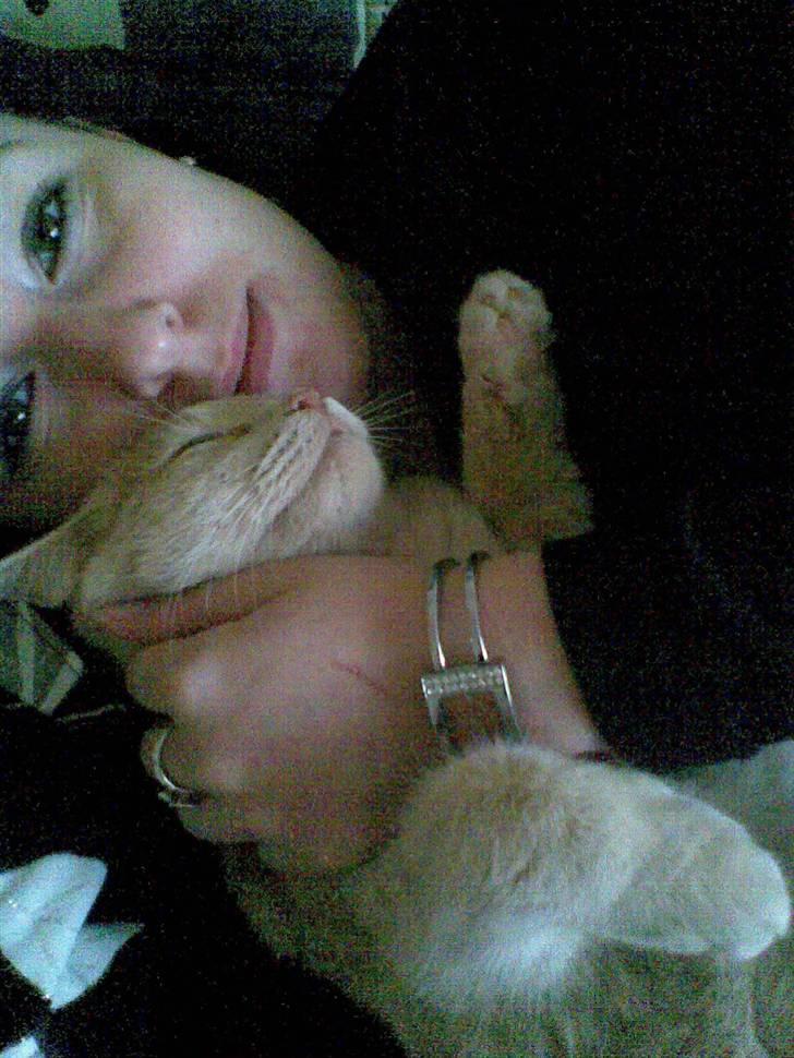 Huskat Stella billede 16