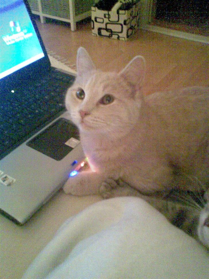 Huskat Stella billede 17