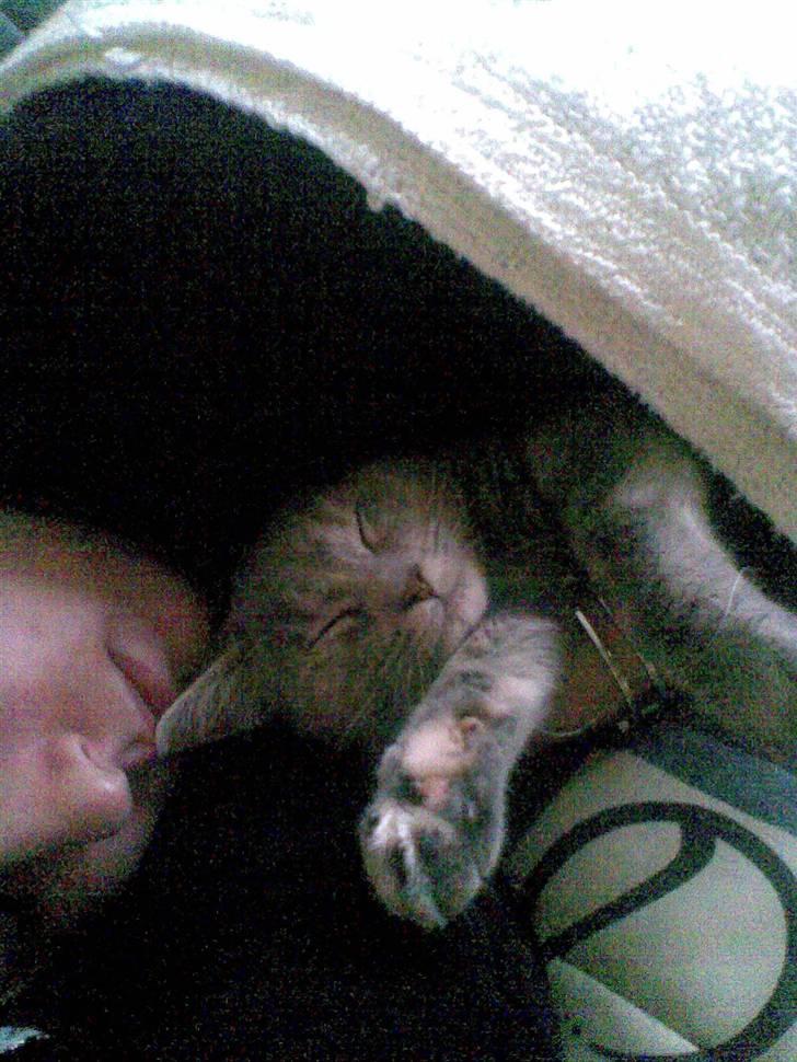 Huskat Nova billede 15