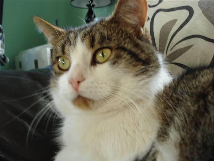 Blanding af racer Oliver - Oliver billede 1