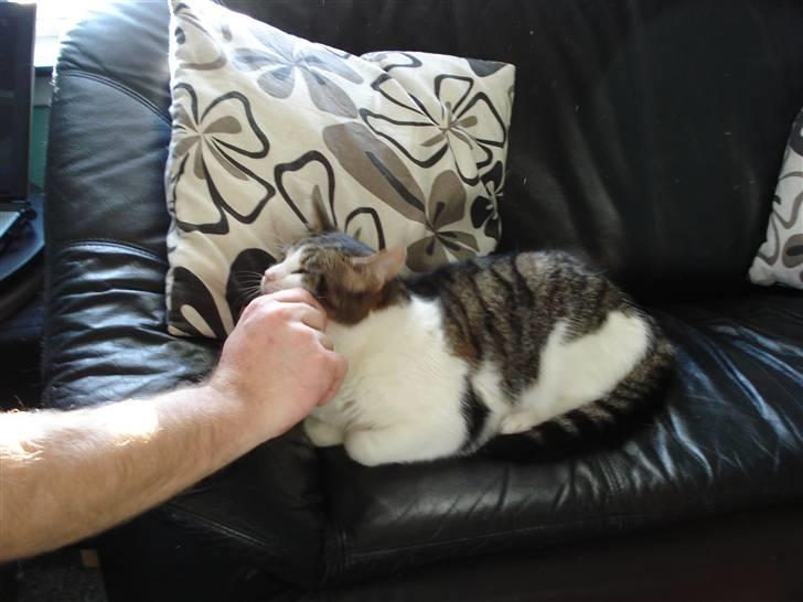 Blanding af racer Oliver - Det er altid dejligt at blive nusset billede 2