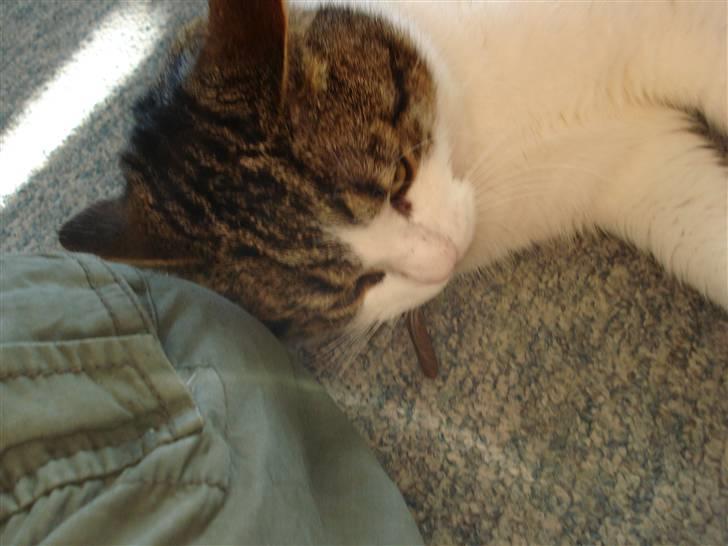 Blanding af racer Oliver - Ligger ned og spiser mit kødben.. ;-) billede 3