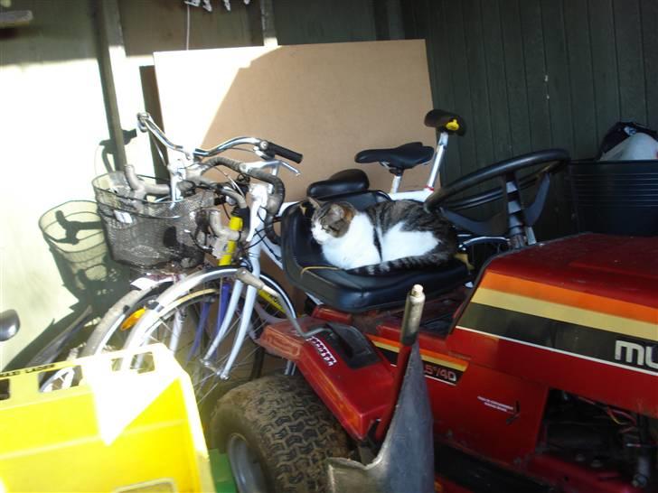 Blanding af racer Oliver - Dejlig havetraktor sæde...Holder øje med hva de laver.. billede 4