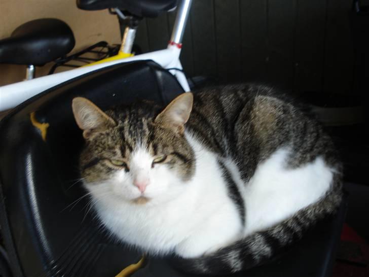 Blanding af racer Oliver - Putter så godt billede 5