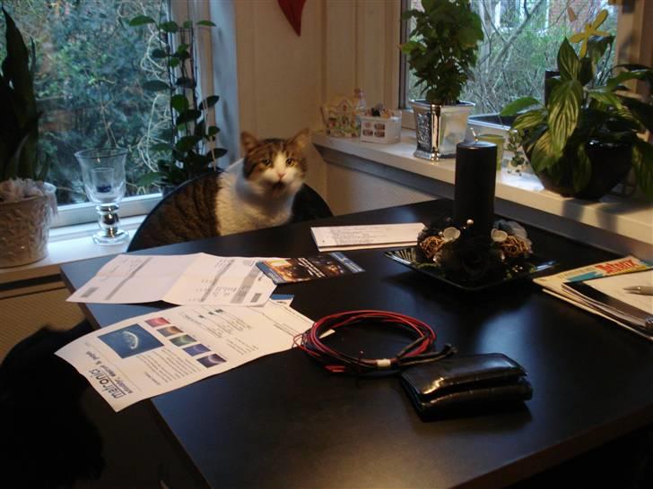 Blanding af racer Oliver - Sidder i barstolen i køkkenet  billede 6