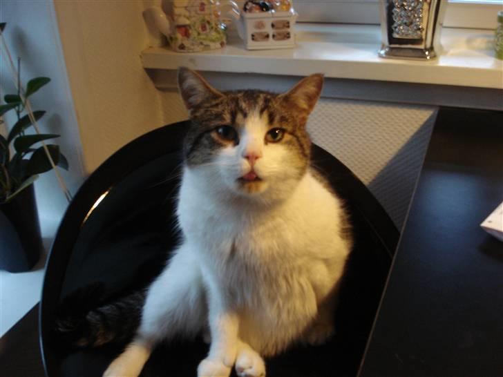 Blanding af racer Oliver - Rækker tunge :-) billede 7