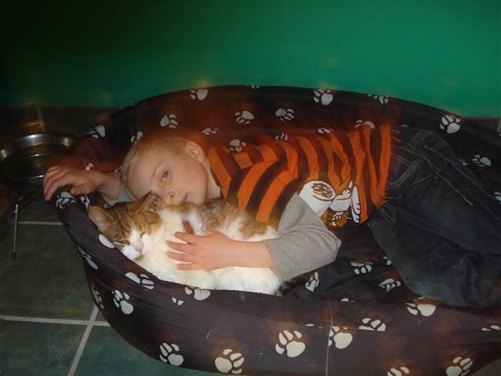 Blanding af racer Oliver - Putter i min hundevens kurv med min Tim billede 8