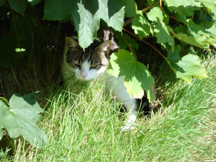 Blanding af racer Oliver - Olivers hule billede 9