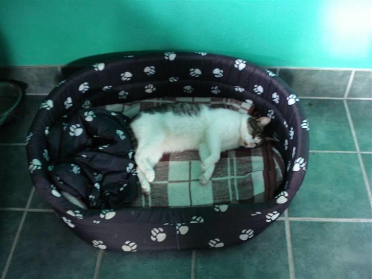 Blanding af racer Oliver - Stjæler hundekurven hehe billede 11