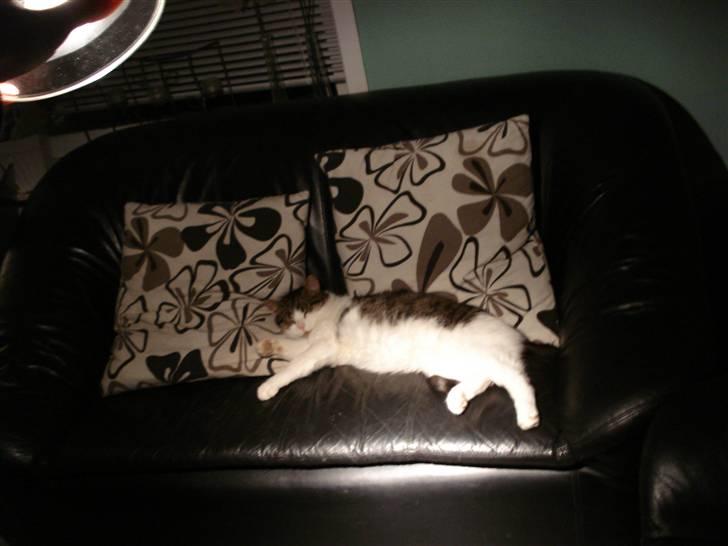 Blanding af racer Oliver - Sofaen er også dejlig.. billede 12