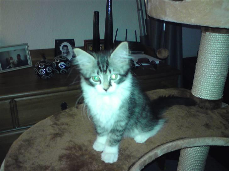 Blanding af racer mille billede 2