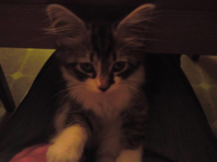 Blanding af racer mille billede 3