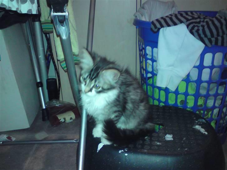 Blanding af racer mille billede 4