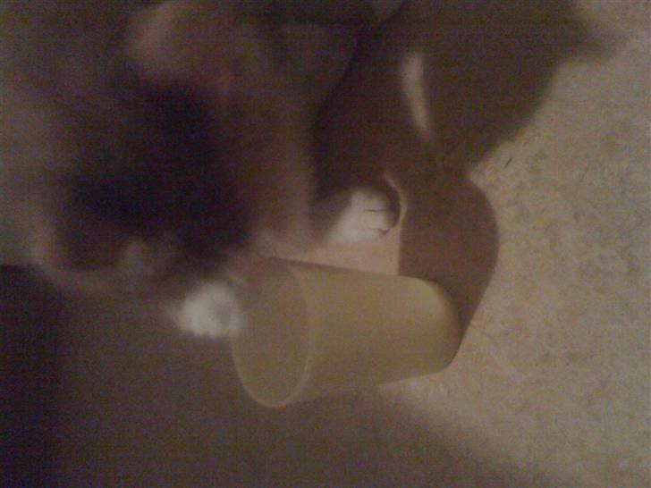 Huskat perle himmel kat - perle er sød og elsker mig kik  enlig på hinde dagen lang billede 1