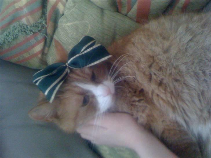 Huskat perle himmel kat - er hun ikke bare sød det er nytårs aften billede 3