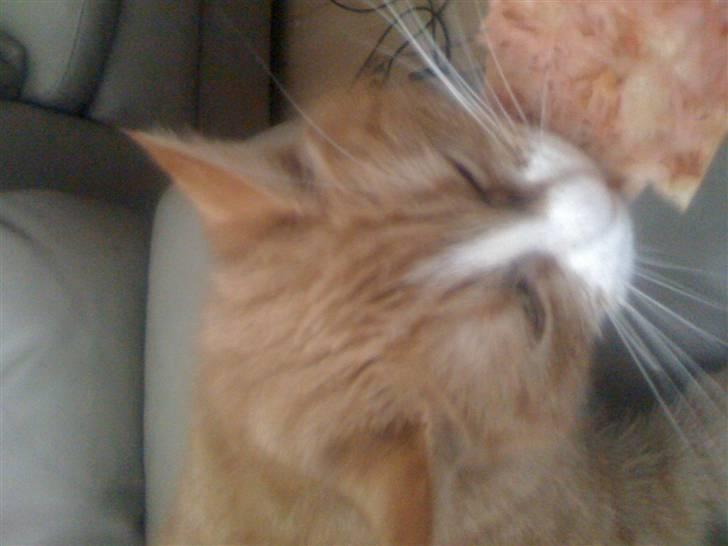 Huskat perle himmel kat - perle elsker at guffe pizza i sig mmm billede 4