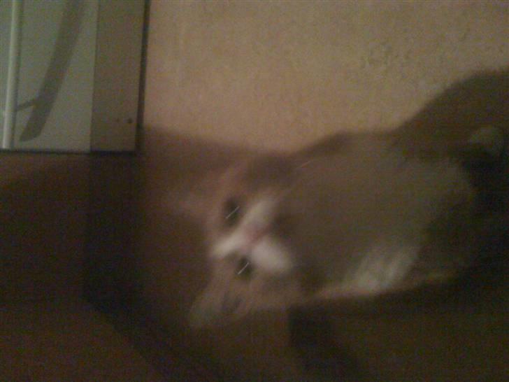 Huskat perle himmel kat - mor jeg sidder lige her .. ooo giv mig så den fisk du kan da se jeg sidder her igos billede 5