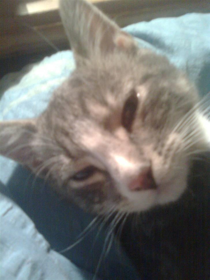 Huskat Lille fis - Er det godt nok billede 15