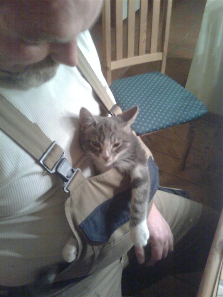 Huskat Lille fis - Har det bedst i far´s bukser billede 16