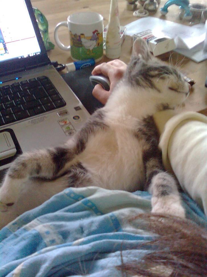 Huskat Lille fis - Tager en slapper billede 17