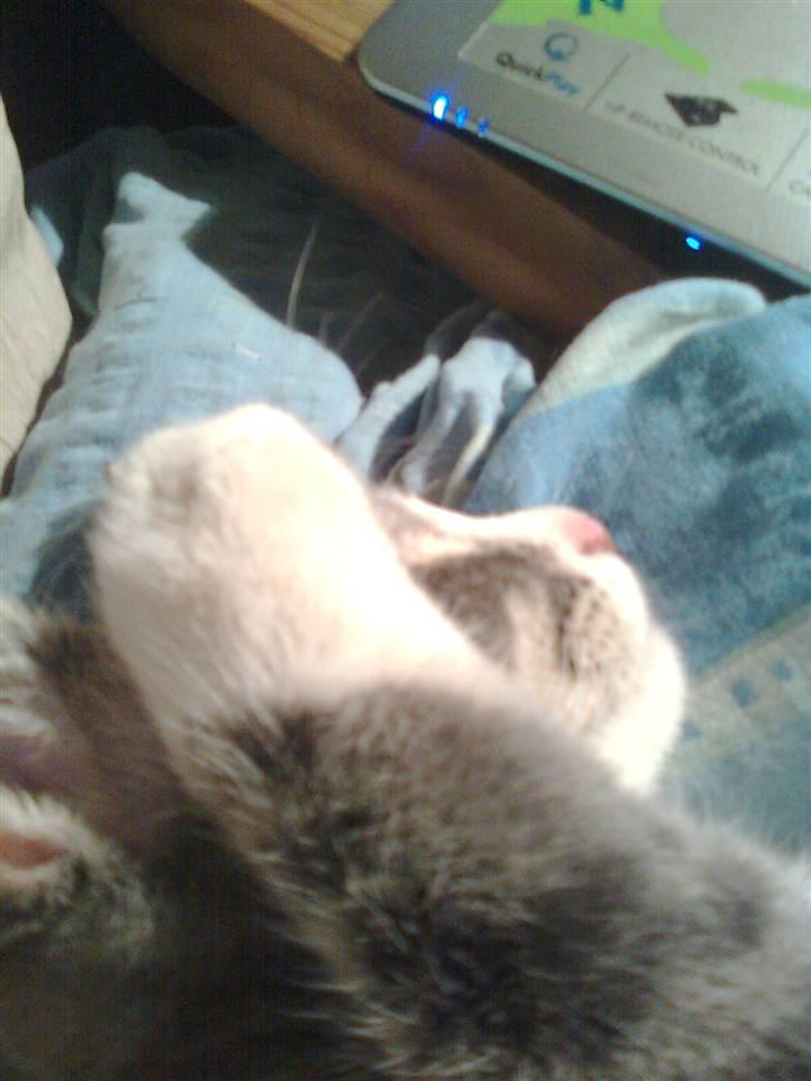 Huskat Lille fis - Lad vær gider ikke mere billede 18