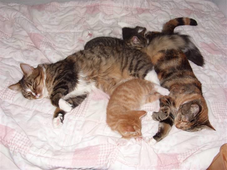 Blanding af racer Alfa - Ligger og putter sammen med min mor og det sidste kuld killinger, som alle er solgt. billede 8