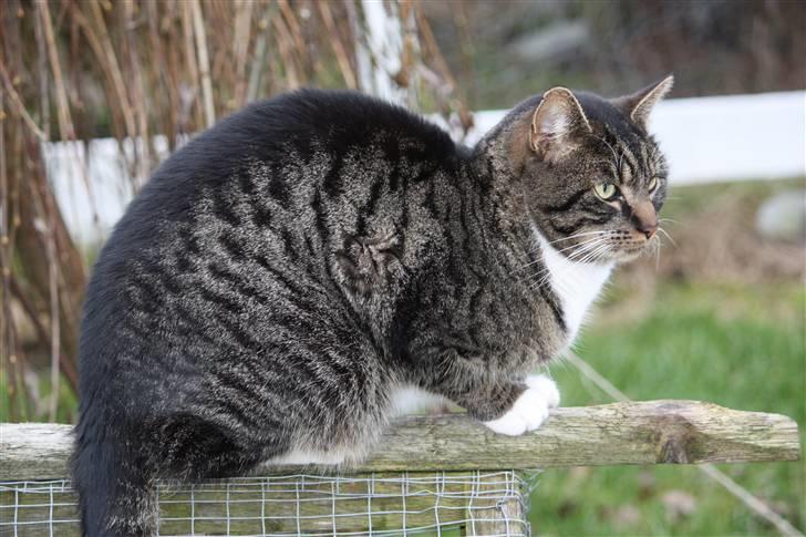 Blanding af racer Mikkel Aflivet billede 11