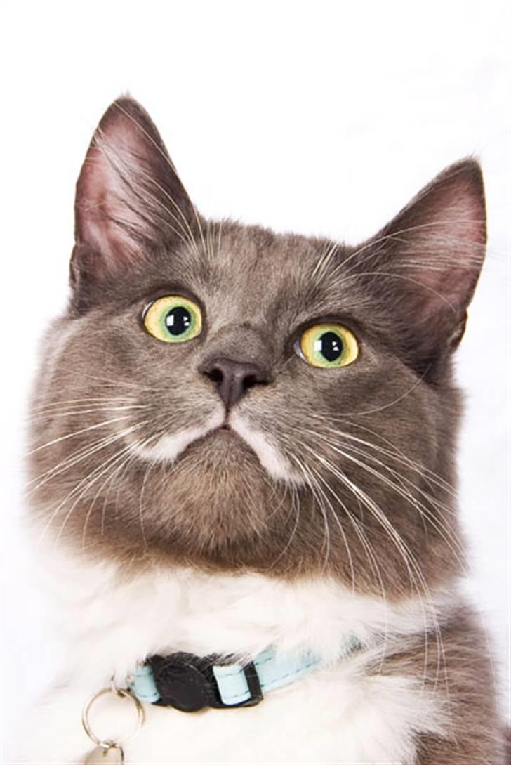 Blanding af racer Tim - Havde ham med i en dyrehandel for at få taget professionelle billeder :) billede 1