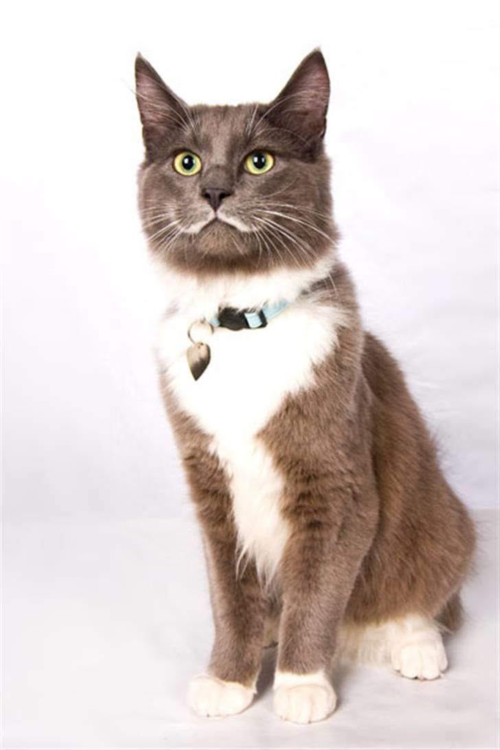 Blanding af racer Tim billede 2