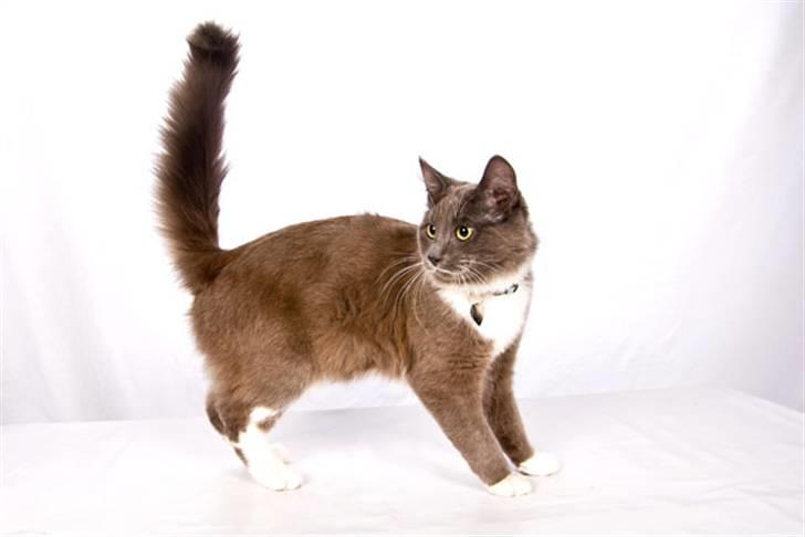 Blanding af racer Tim billede 3