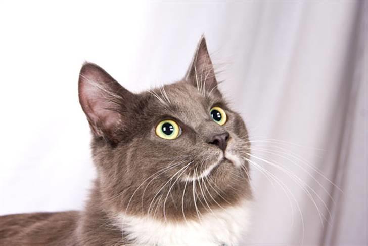 Blanding af racer Tim billede 4