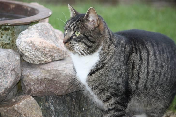 Blanding af racer Mikkel Aflivet billede 12