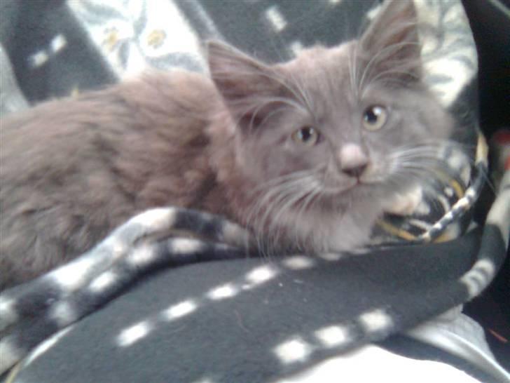 Blanding af racer Tim - 12 uger gammel. Lige da vi hentede ham.  billede 5