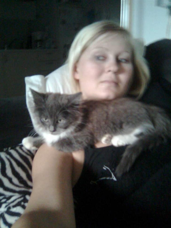 Blanding af racer Tim - Tim´s ynglingssted at ligge hos os. billede 6