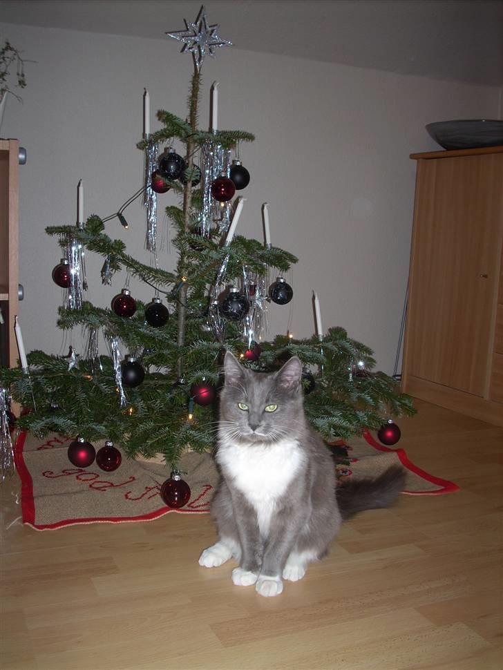 Blanding af racer Tim - Vores julebillede :) billede 7