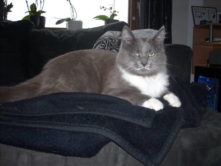 Blanding af racer Tim billede 8