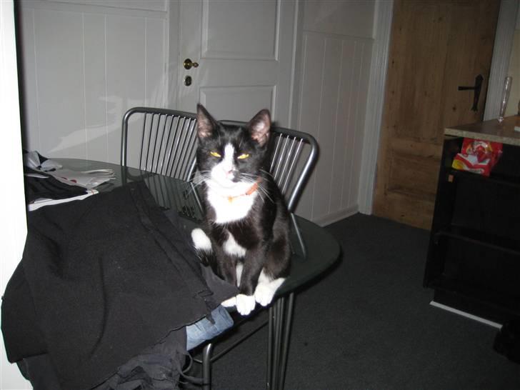 Blanding af racer Max >>solgt<< - det er så mig Max billede 1