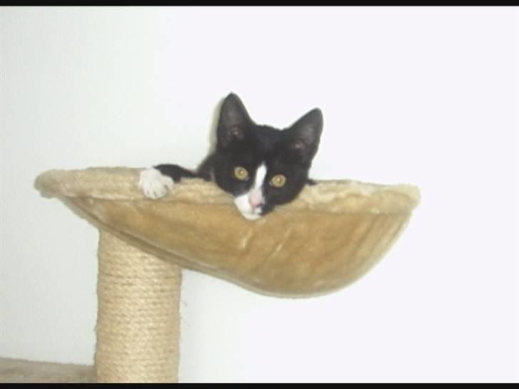 Blanding af racer Max >>solgt<< - første dag hjemme hos min nye ejer billede 2