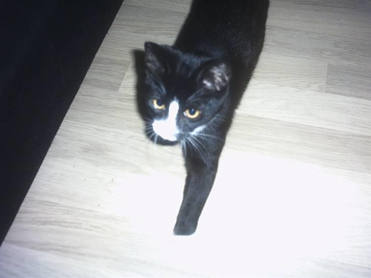 Blanding af racer Max >>solgt<< - kommer nu... billede 3