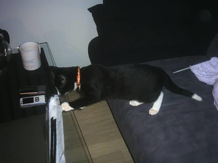 Blanding af racer Max >>solgt<< - den sofa kunne nu godt stå tættere på bordet billede 4