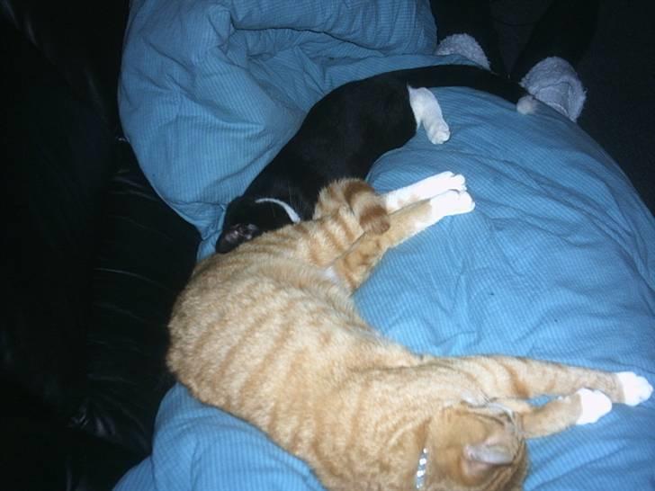 Blanding af racer Max >>solgt<< - skønt... rigtig søndagshygge på sofaen billede 5