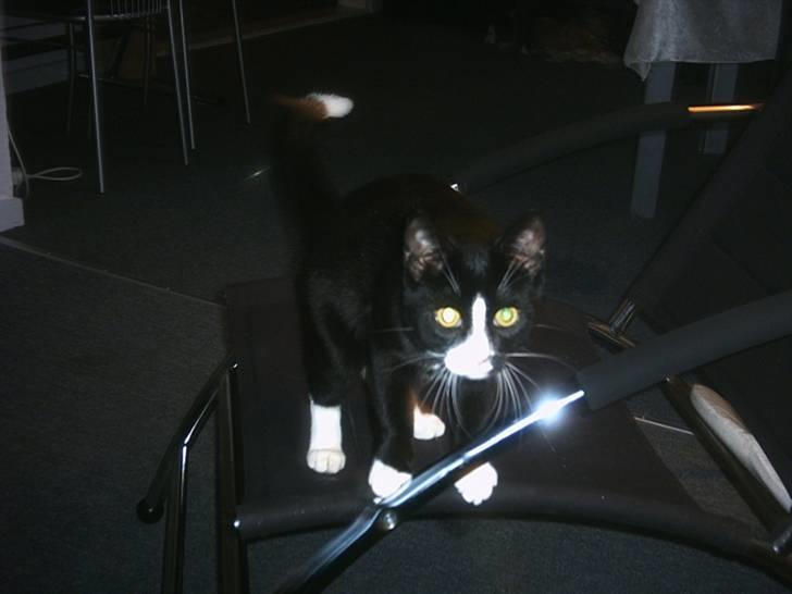 Blanding af racer Max >>solgt<< - øv du fik mig billede 6