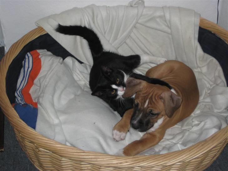 Blanding af racer Max >>solgt<< - tyson og jeg i kurven billede 7