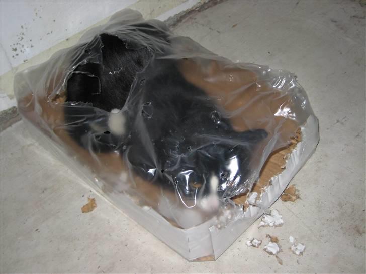 Blanding af racer Max >>solgt<< - elsker papkasser... det er sjovt at bide dem i stykker billede 8