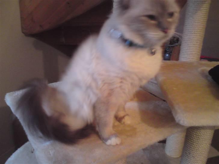 Hellig Birma DK Elvegårdens Afroditte billede 6