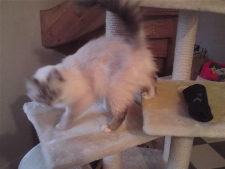 Hellig Birma DK Elvegårdens Afroditte billede 7