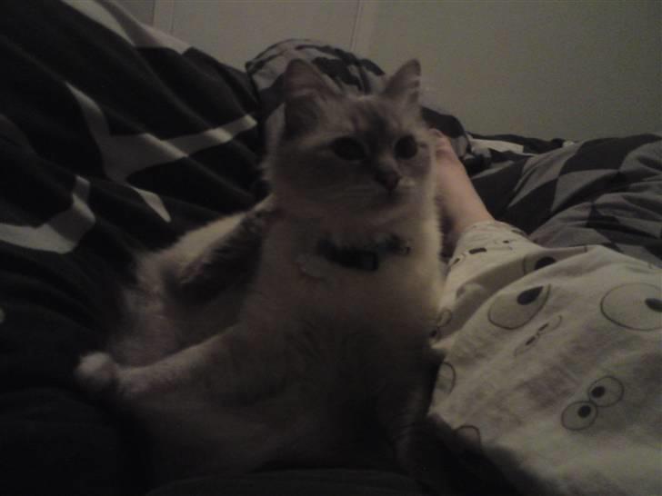 Hellig Birma DK Elvegårdens Afroditte billede 8