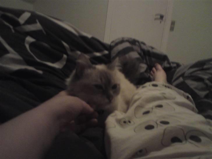 Hellig Birma DK Elvegårdens Afroditte billede 9